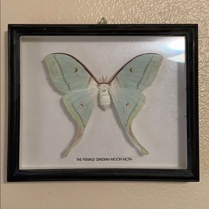 Aesthetic Butterfly room decor